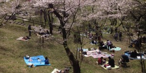 田代公園の桜